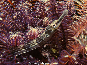 Pipefish hiding in feather stars by Tony Makin 